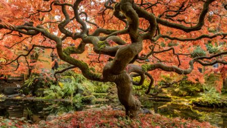 arbre-nature